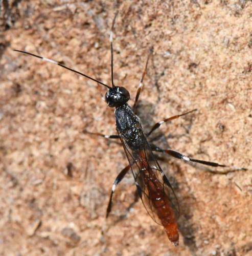 Réf. 348 247 : Xorides filiformis filiformis